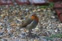 Rouge gorge 2